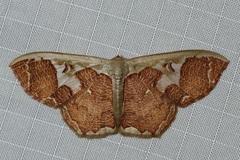 Zythos avellanea