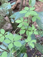 Tropaeolum pentaphyllum