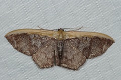 Zythos strigata