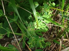 Euphorbia azorica