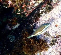 Canthigaster callisterna