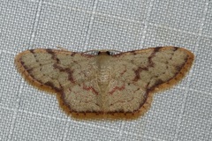 Idaea craspedota