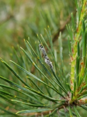 Schizolachnus pineti