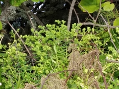 Euphorbia azorica