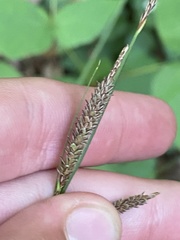 Carex barrattii