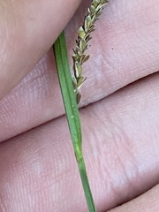 Carex barrattii