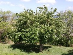 Jatropha gaumeri