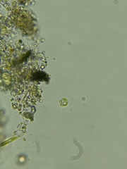 Chlamydomonadales