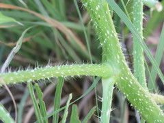 Cnidoscolus angustidens