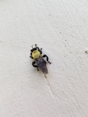 Laphria flavicollis