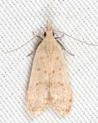 Dichomeris punctidiscellus