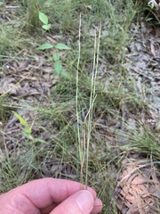 Eleocharis wolfii