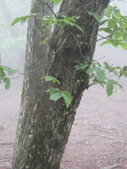 Quercus crispula