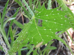 Cnidoscolus angustidens