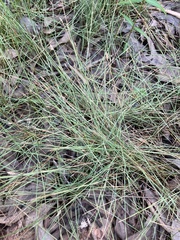 Eleocharis wolfii