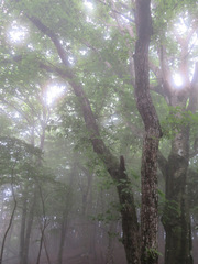 Quercus crispula