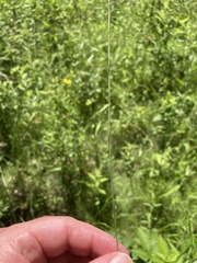 Eleocharis wolfii