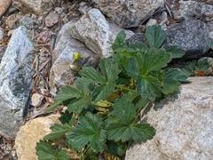 Potentilla albiflora