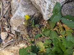 Potentilla albiflora