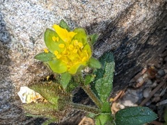 Potentilla albiflora