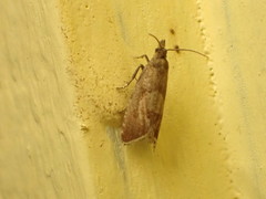 Dichrorampha acuminatana