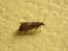 Dichrorampha acuminatana