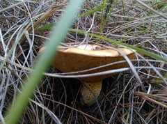 Suillus granulatus