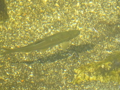 Pseudochondrostoma polylepis