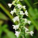 Small Green Wood Orchid - Photo (c) NC Orchid, some rights reserved (CC BY-NC)