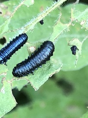 Trirhabda canadensis