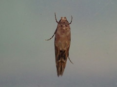 Mompha stellella