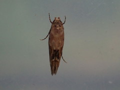 Mompha stellella