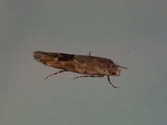 Mompha stellella