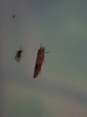 Mompha stellella