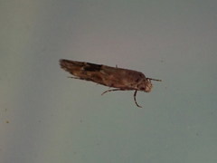 Mompha stellella