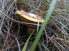 Suillus granulatus
