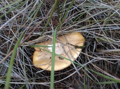 Suillus granulatus