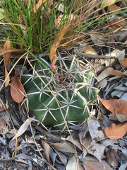 Discocactus heptacanthus