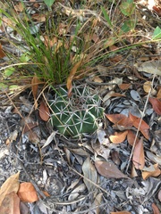Discocactus heptacanthus