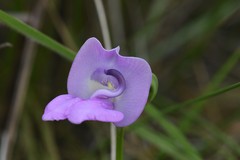 Ancistrotropis clitorioides