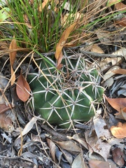 Discocactus heptacanthus