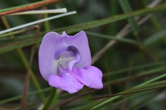 Ancistrotropis clitorioides