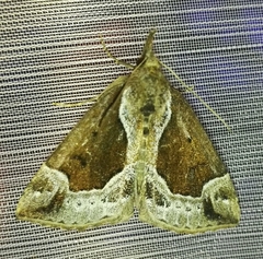 Hypena crassalis