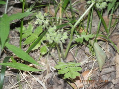 Hydrophyllum macrophyllum