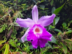 Sobralia macrantha