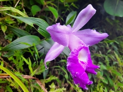 Sobralia macrantha