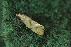 Cochylidia heydeniana