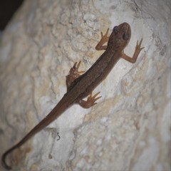 Lissotriton vulgaris