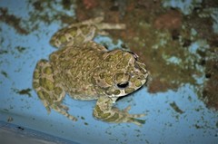 Bufotes viridis viridis