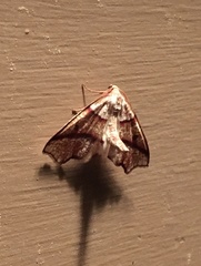 Plagodis phlogosaria